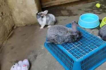 MY BABY BUNNIES!!!🐰🐰🐰🐇🐇🐇