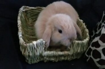 ADORABLE YOUNG BUNNY