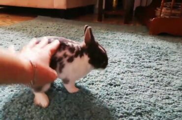 CONEJO SALTANDO FELIZ, FUNNY RABBIT, CUTE BUNNY. 🐰🐇