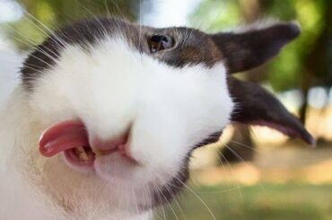 Every Day Dose of Videos | #Rabbits