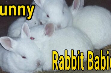 Funny Rabbit Babies - The Cutest Baby Rabbits😍 - It's Rabbit Nest.