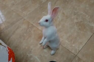 Rabbit standing up #Guplu #Rabbit_standing_up #cute_bunny #rabbit_grown_up #first_standing #funny