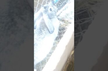 My Bunny Just gave birth