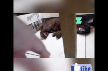 cute sleeping bunny (scam)