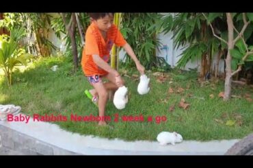Baby rabbits so lovely at home #72