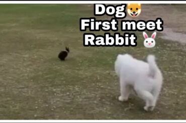 #white #dog #polardog #likes to #play #rabbit  DOG MEETS RABBIT