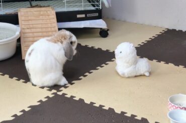 みみたとあるるが世間話？【a small talk】ホーランドロップ うさぎ  Holland Lop  Rabbit  Child rabbit ＃225