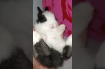 cute Baby rabit