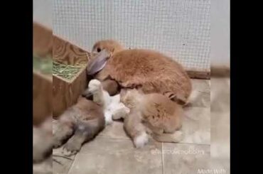 Rabbit 100% cutness compilation