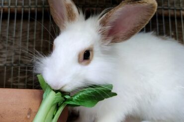 Cute rabbit Eating Vegetable