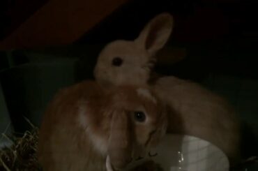 BABY BUNNIES FIRST TIME AT NEW HOME!