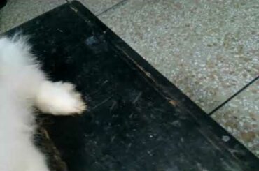 Giant Angora Rabbit White