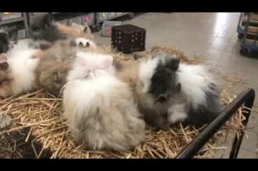 Cute Fancy Rabbit bunnies