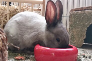 Rabbit Chucks Pet Young Animal Cute Food Nature 2