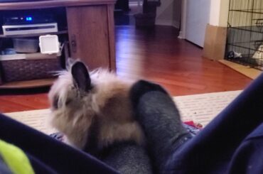 Gizmo the baby lionhead massage cute bunny rabbit Dec 9 / 19