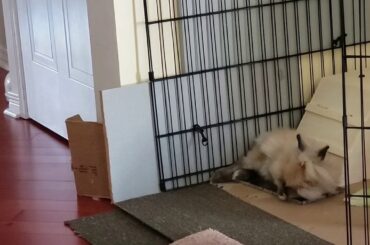 Cute rabbits, Gizmo The Baby Lionhead rabbit,  Small flop oct 14 2019