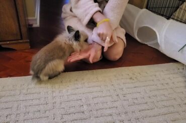 Gizmo The Baby Lionhead Rabbit . Rabbit bunny tricks 1st try at " shake a paw "