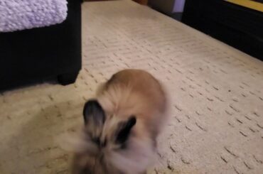 Gizmo The Baby Lionhead Rabbit - * COMING SOON * " The barrel roll " (1st try) 01/06/20