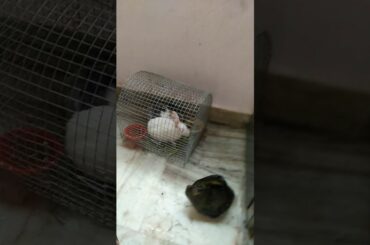 Little two small cute rabbit in a cage