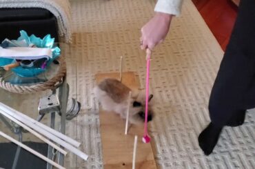Gizmo The Baby Lionhead- 1st day of verticle hurdles target training Nov. 4/19