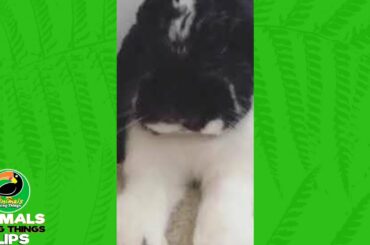 Cute Bunny Yawns and Stretches | Animals Doing Things Clips