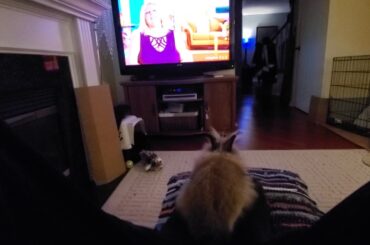 Gizmo The Baby Lionhead rabbit loves 90 Day Fiance re runs