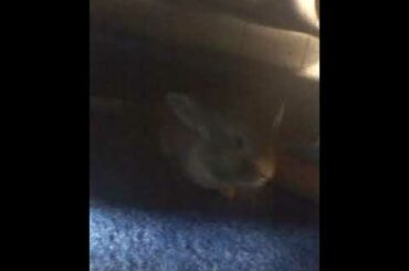 If that's not a cute bunny, then I don't know what it is