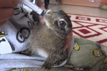 Baby rabbit eating