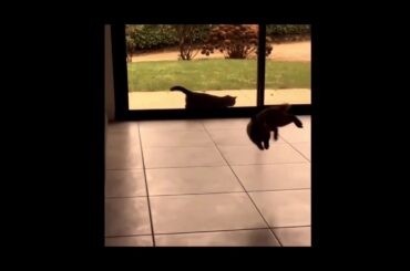 Cute & Grumpy Bunnies