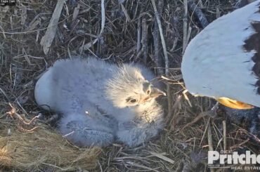 12-31-19 SWFL eagles; E14 fills up on rabbit.