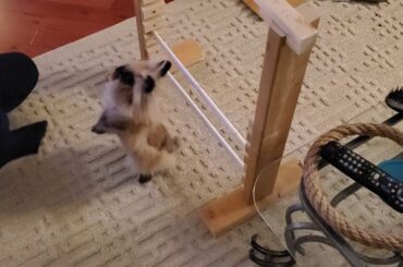 Gizmo The Baby Lionhead - funny fails early bunny bar jump training  Nov 1/19