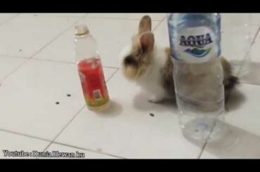 Rabbit Challenge | Do not touch the bottle