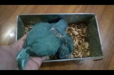 Blue parrot  cute babies