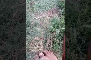 Cute rabbit in RAYADURG