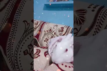 Cute and beautiful rabbit