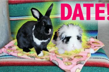 LENNON GOES ON A DATE WITH ANOTHER RABBIT!