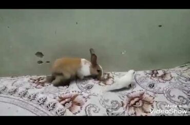 Most cute and funny moments of our rabbit 🐰🐰