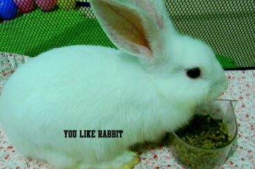 My little bunny eat food at night, My white rabbit eat food to much,You Like Rabbit 05
