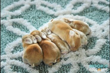 Bunny Update - Lots of Baby Holland Lops!