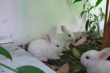 Baby rabbits so lovely at home #73