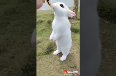 lindo conejito. Cute bunny rabbit.