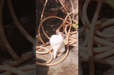 Cute and beautiful rabbit