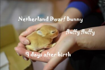 ネザーランドドワーフ 生後9.10日目 fluffy Bunny Baby NetherlandDwarf