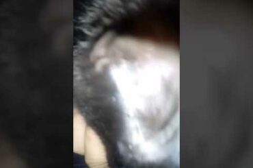 My cat named midnight 😍😍😍😍😍😍😍😍😍😍😍😍😍😍😍