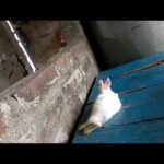 funny baby rabbit new style sleep and playing for zermen