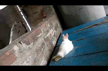 funny baby rabbit new style sleep and playing for zermen