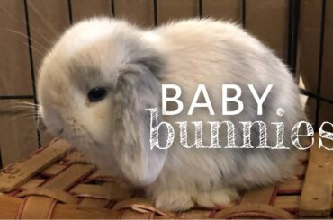 BABY BUNNIES playing