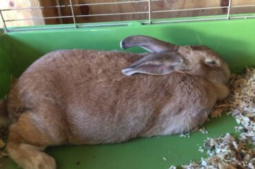 Cute rabbits 🐇🧐