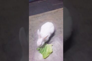 Gloomy is hungry 🐇☘🍀 #pet #bunny #bunnylovers #bunnylover #rabbit #petlovers #animallovers