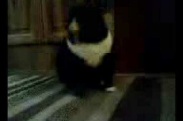 Cute Bunny Shakes His Itchy Ears